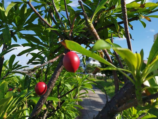キケンな木の実 沖縄県地域環境センター