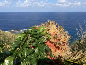 ソテツの実 沖縄県地域環境センター