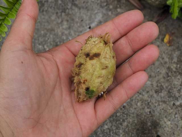 コウモリの痕みっけ 沖縄県地域環境センター
