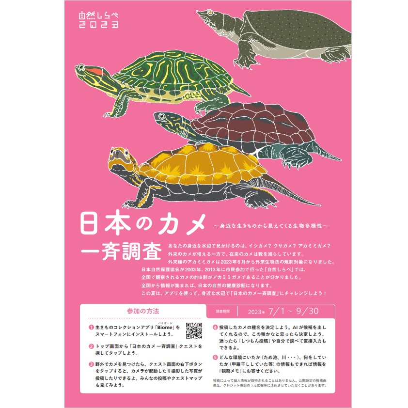 アプリを使って！「日本のカメ一斉調査」 | 沖縄県地域環境センター